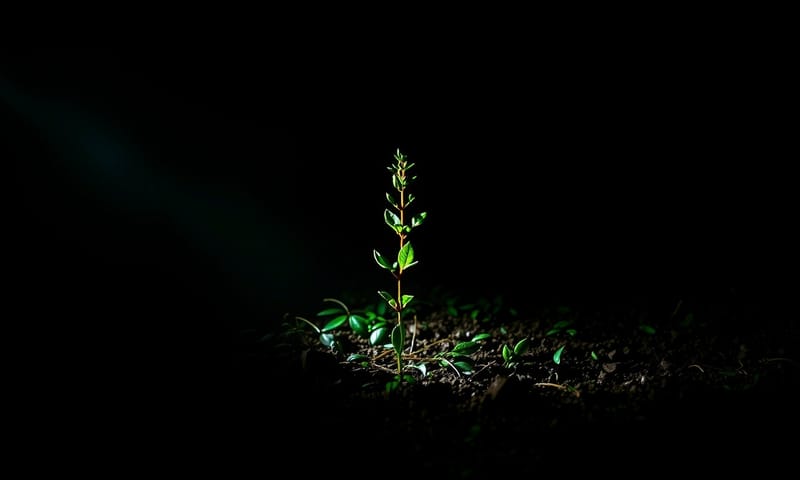 一篇優化過的優質文章，就像在黑暗中被聚光燈照亮